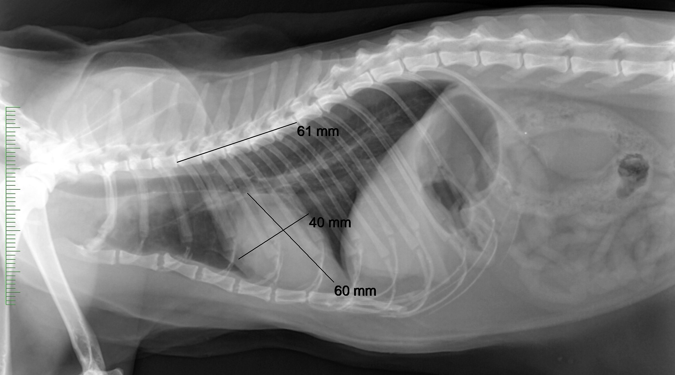 Röntgenaufnahme einer Katze