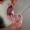 Zahnerkrankungen bei Hund und Katze